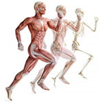 anatomy and physiology diploma